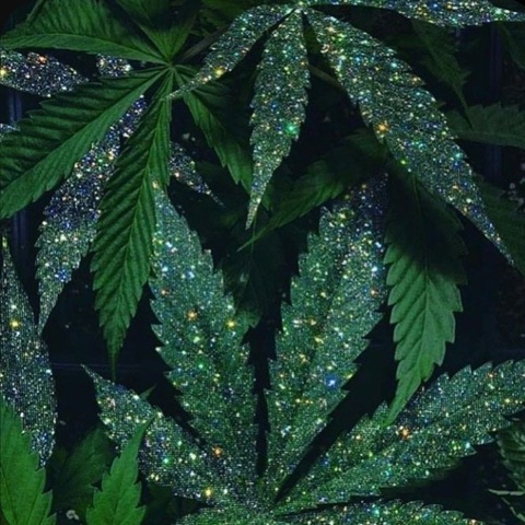 Onlyfans leaks indica.haze - Fans2Leak