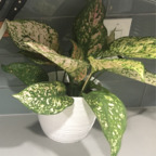 Leaked onlyplants onlyfans leaked